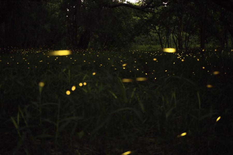 What Fireflies Tell Us About Pollution