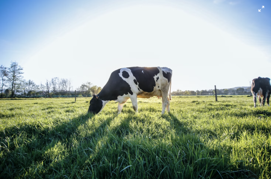 Rotational Grazing: What It Is and Why It Matters