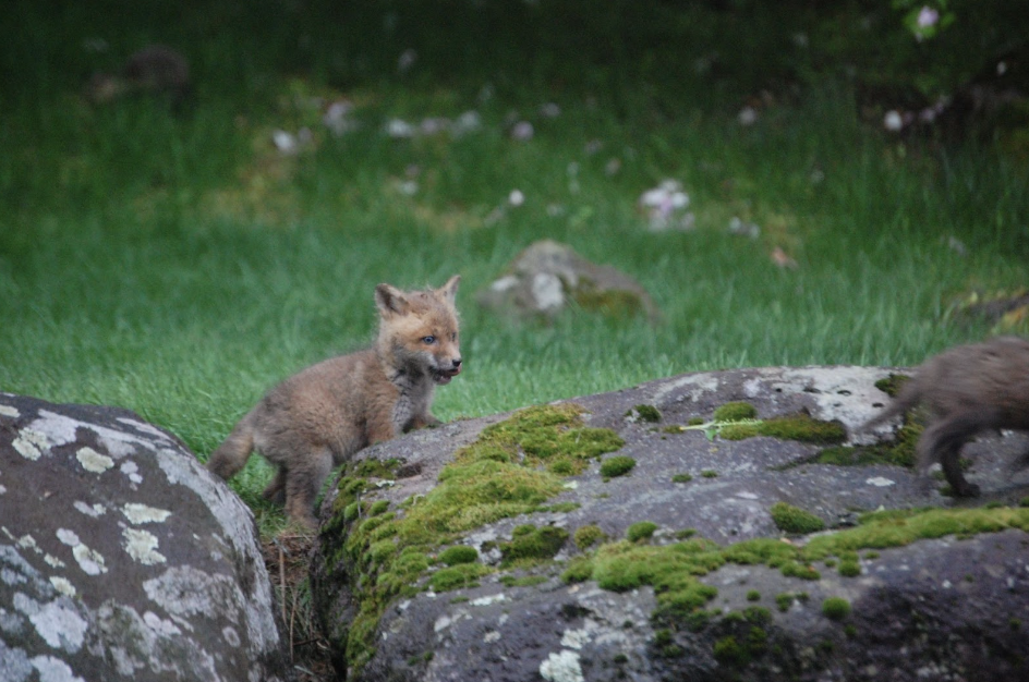 Healthy baby fox seen in Avani’s backyard in 2020